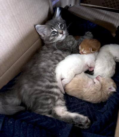 Enlarge Esmond, a ADOPTABLE Domestic Medium Hair in Mississauga, ON image 4/4