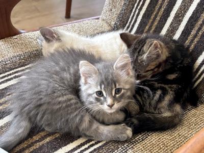 Enlarge Esmond, a ADOPTABLE Domestic Medium Hair in Mississauga, ON image 3/4