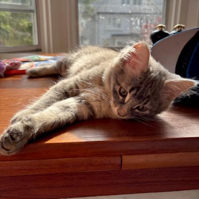 Esmond, an adopted Domestic Medium Hair in Mississauga, ON image 3/6