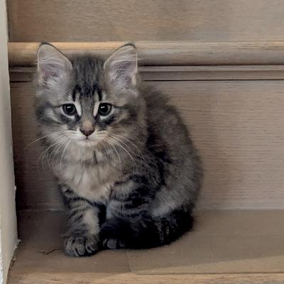 Esmond, ADOPTABLE, Kitten Male Domestic Medium Hair.