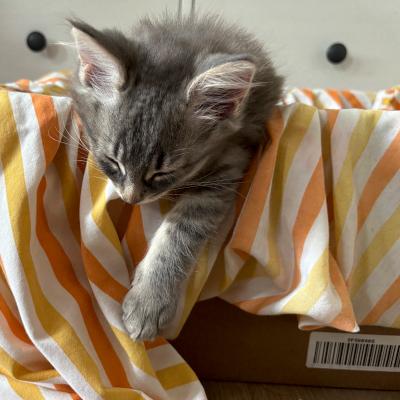 Esmond, an adopted Domestic Medium Hair in Mississauga, ON image 5/6