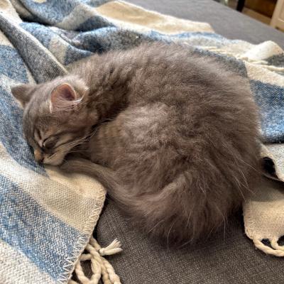 Esmond, an adopted Domestic Medium Hair in Mississauga, ON image 6/6