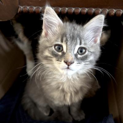Enlarge Esmond, a ADOPTABLE Domestic Medium Hair in Mississauga, ON image 2/4