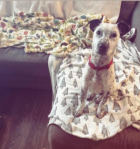 TUCKER, Adoptable, Puppy Male Coonhound & Pit Bull Terrier.