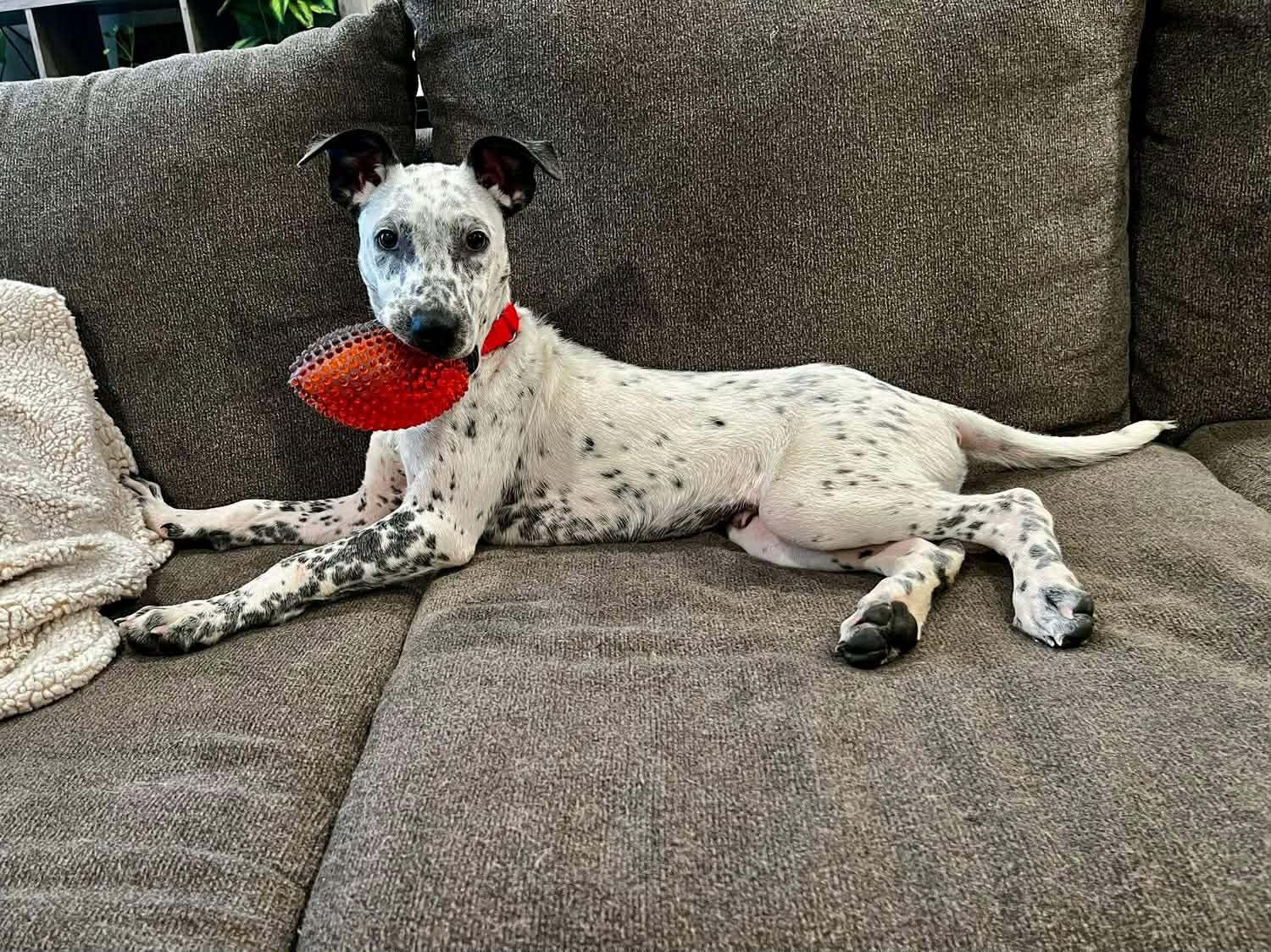 Enlarge TUCKER, a Adopted mixed breed in GILBERTS, IL image 2/3
