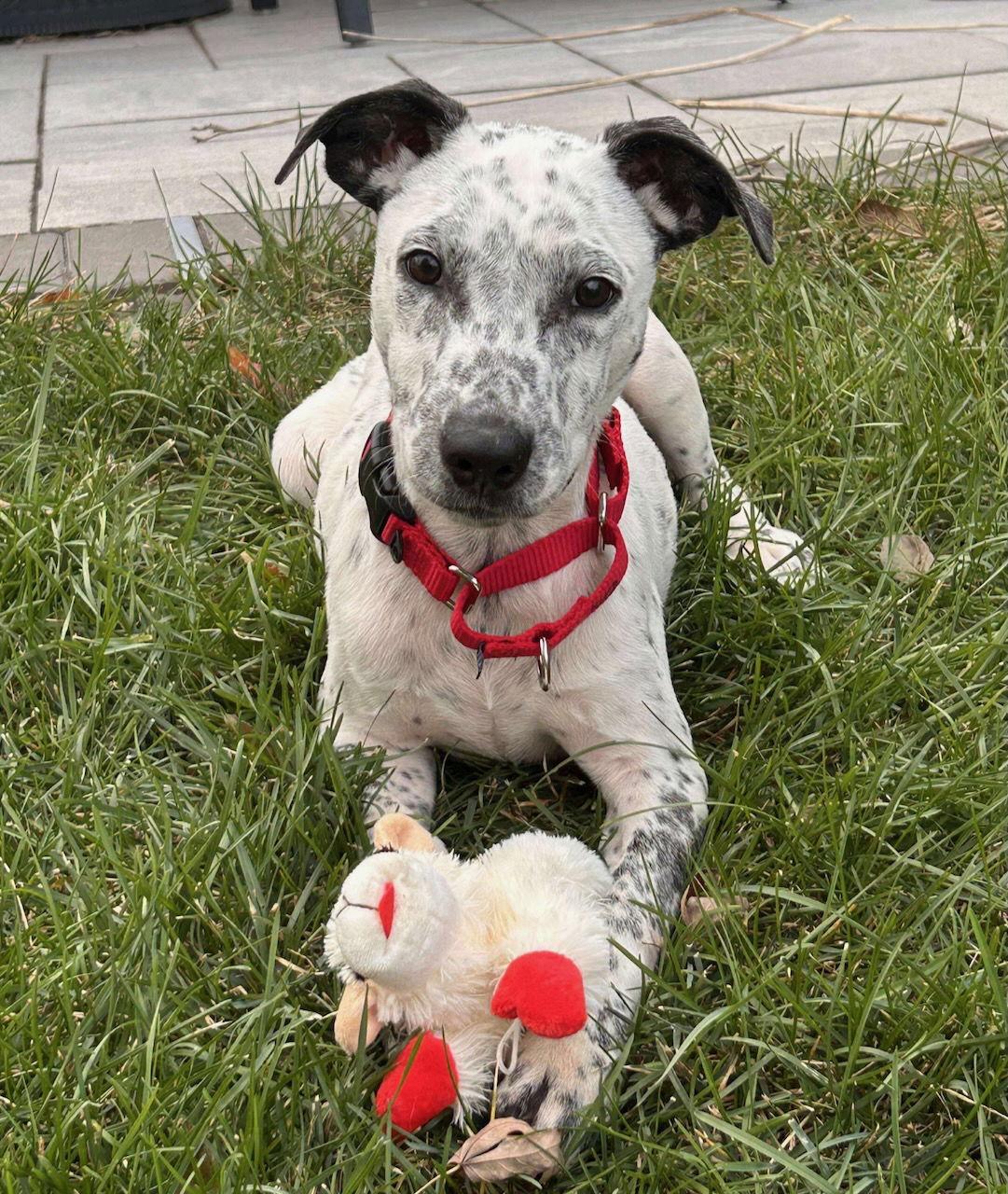 TUCKER, a Adoptable mixed breed in GILBERTS, IL image 3/3