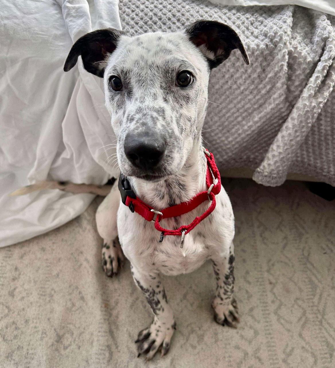 Enlarge TUCKER, a Adopted mixed breed in GILBERTS, IL image 3/3