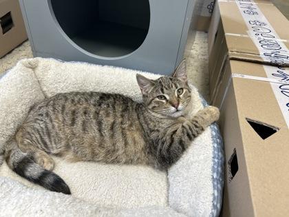 Glitter, Adoptable, Kitten Female Domestic Short Hair & Domestic Short Hair.