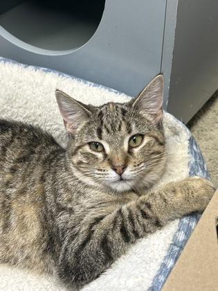 Glitter, Adoptable, Kitten Female Domestic Short Hair & Domestic Short Hair.