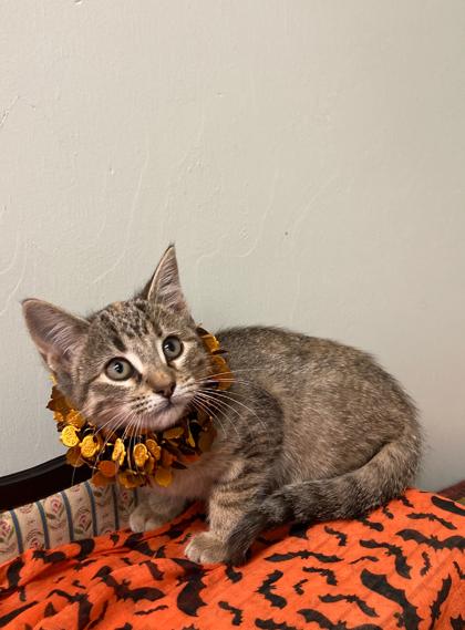 Glitter, Adoptable, Kitten Female Domestic Short Hair & Domestic Short Hair.