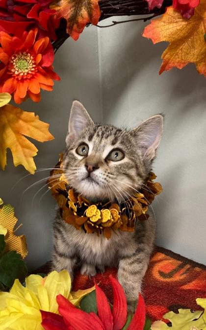 Glitter, Adoptable, Kitten Female Domestic Short Hair & Domestic Short Hair.