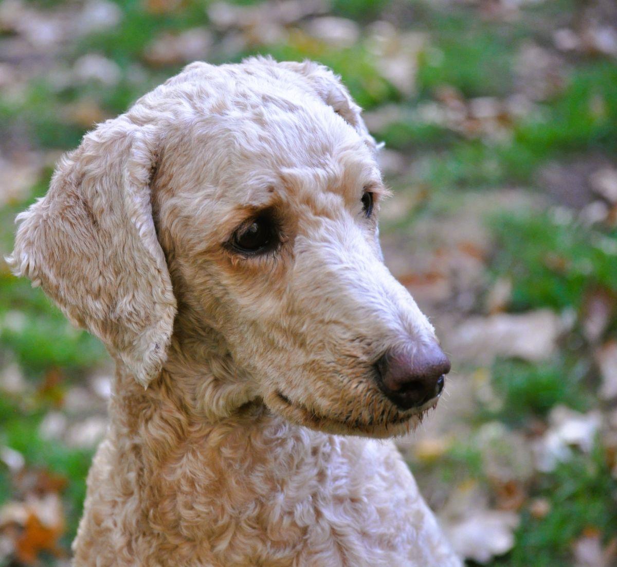 BOBO, Adoptable, Adult Male Poodle.