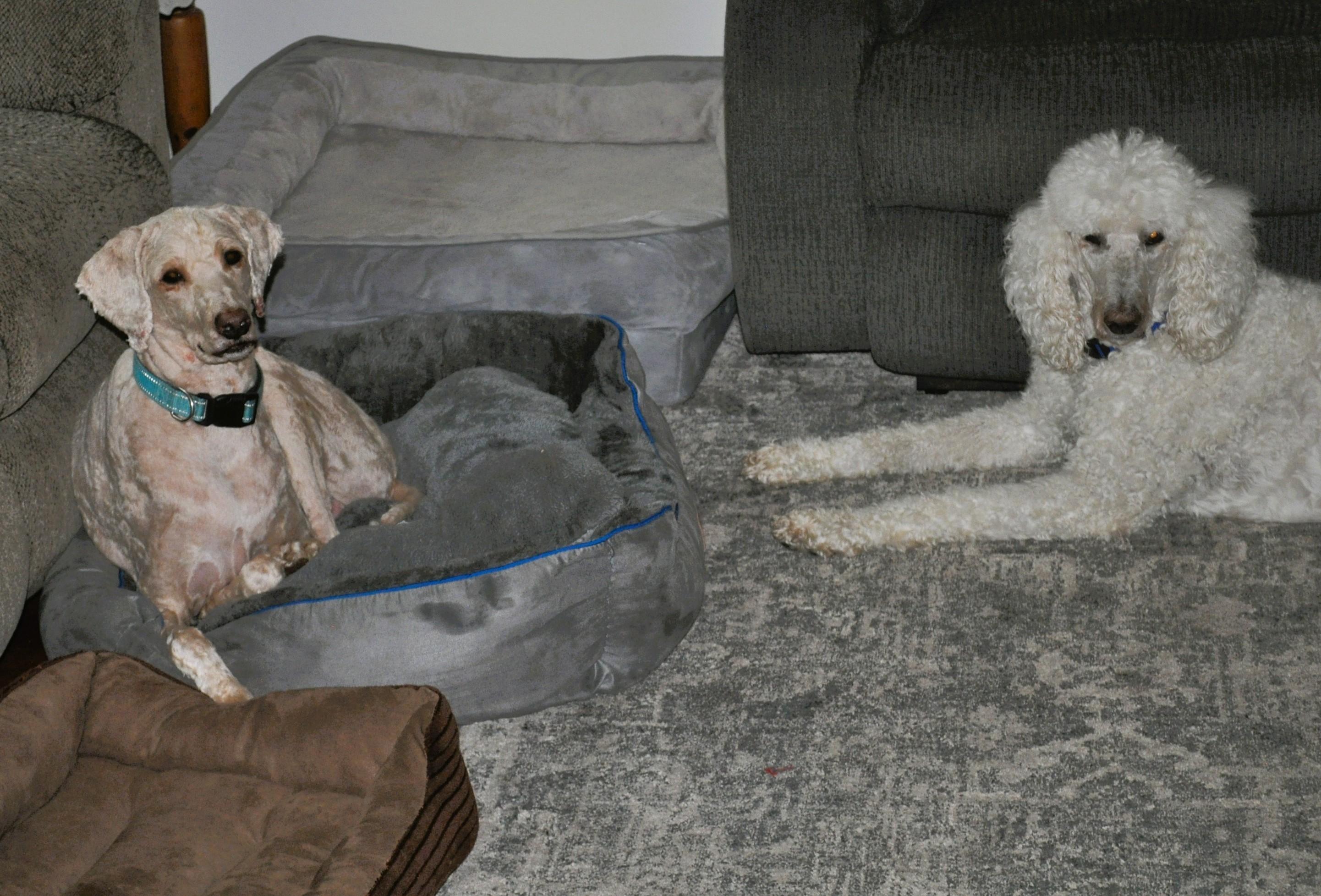 Enlarge BOBO, a Adoption Pending Poodle in Elk River, MN image 3/5