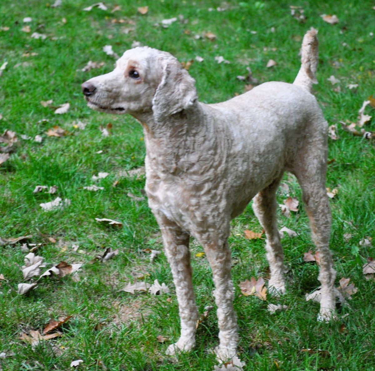 Enlarge BOBO, a Adoption Pending Poodle in Elk River, MN image 4/5