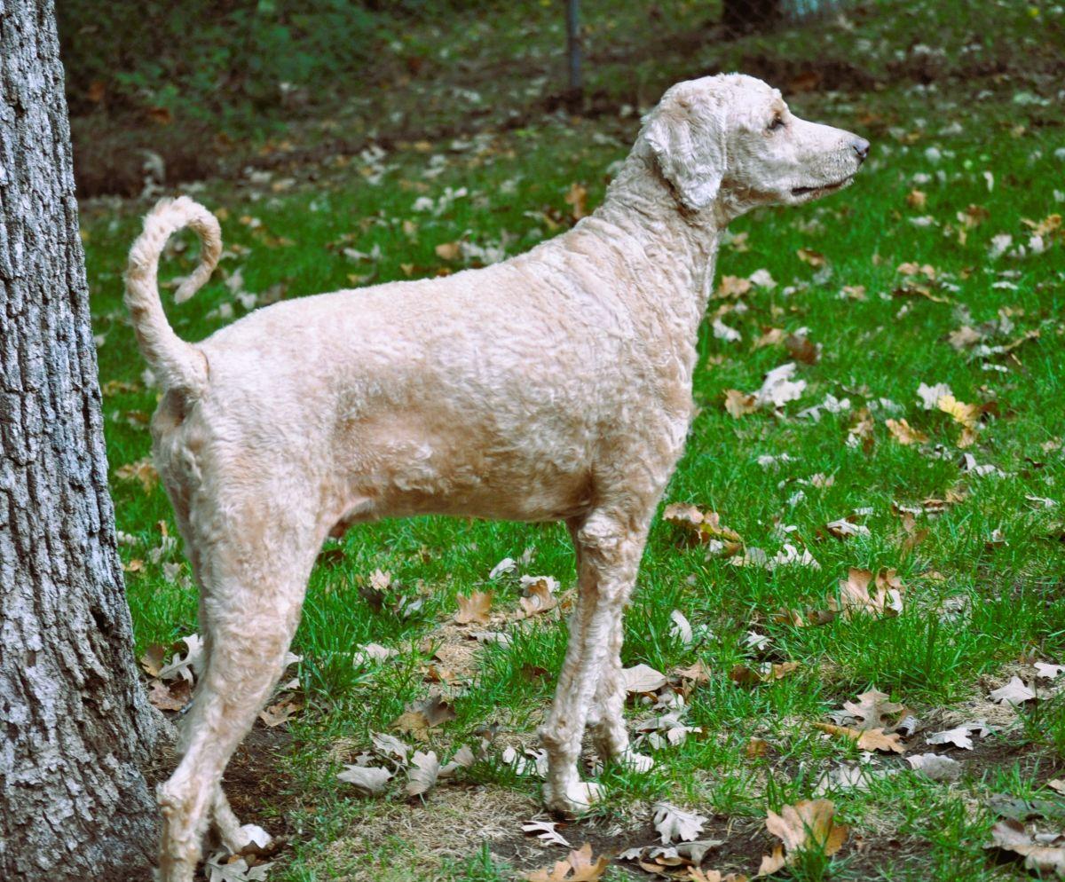Enlarge BOBO, a Adoption Pending Poodle in Elk River, MN image 2/5