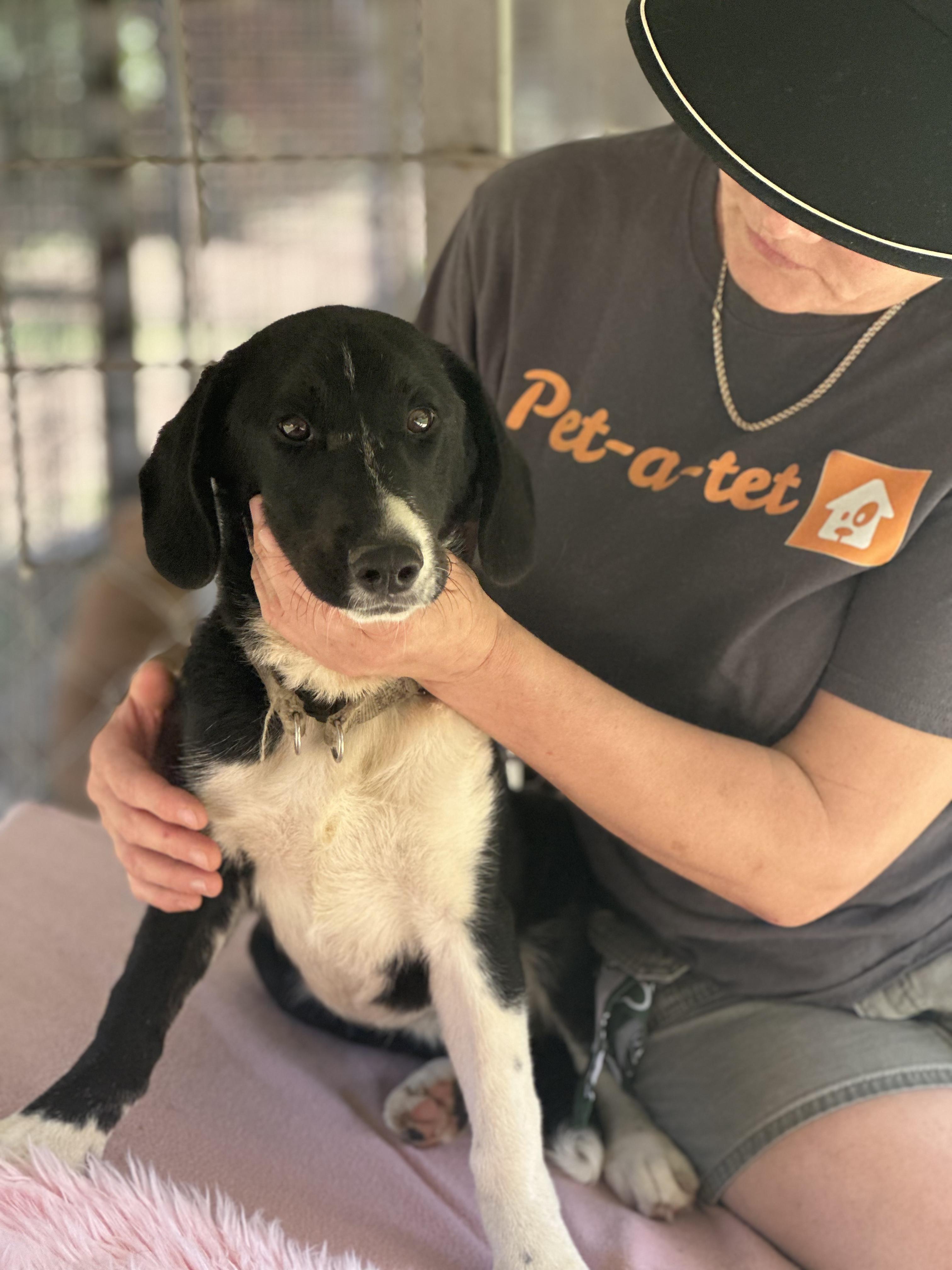 Ugo, a Adoptable mixed breed in Shrewsbury, MA image 2/2