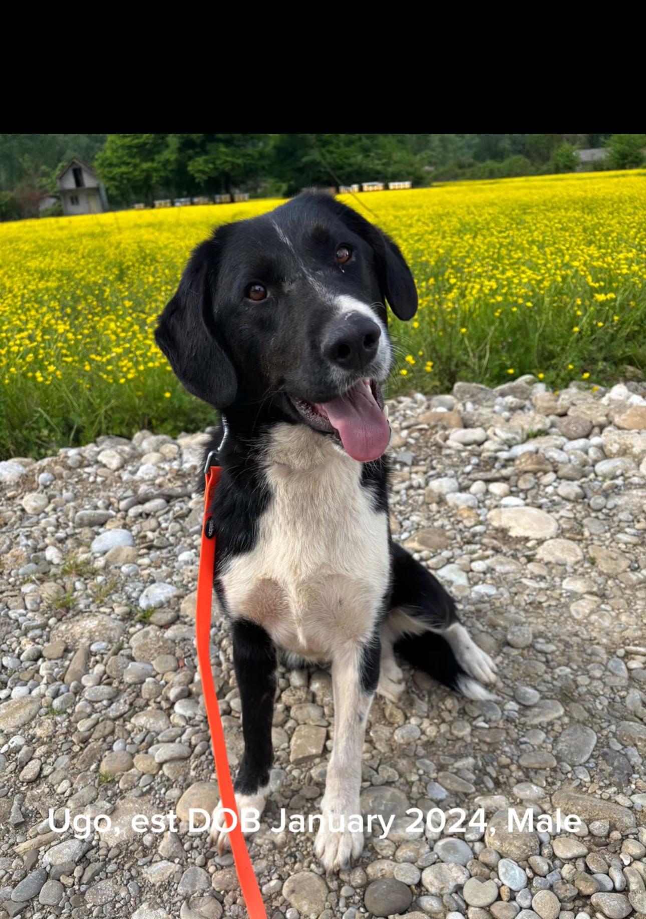 Ugo, Young Male Border Collie