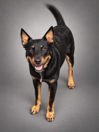 Enlarge Oakley~ SO SMART! ~, a Adoptable mixed breed in Bowling Green, KY image 1/1