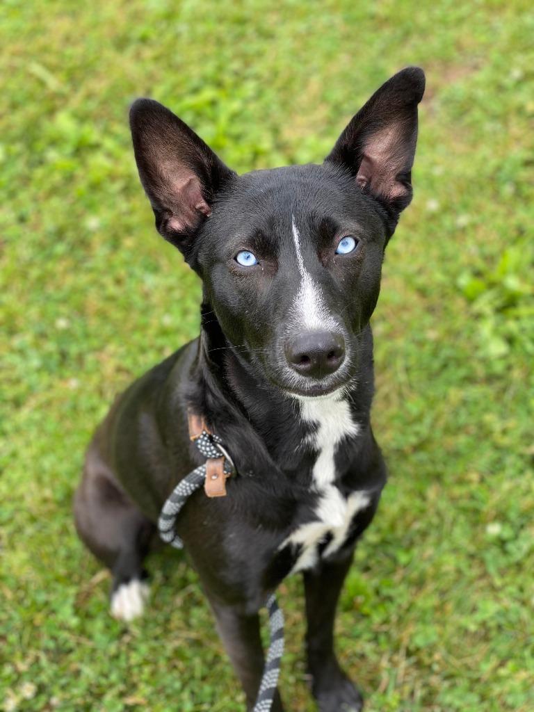 Enlarge Nellie, a Adoptable mixed breed in Chillicothe, OH image 1/1