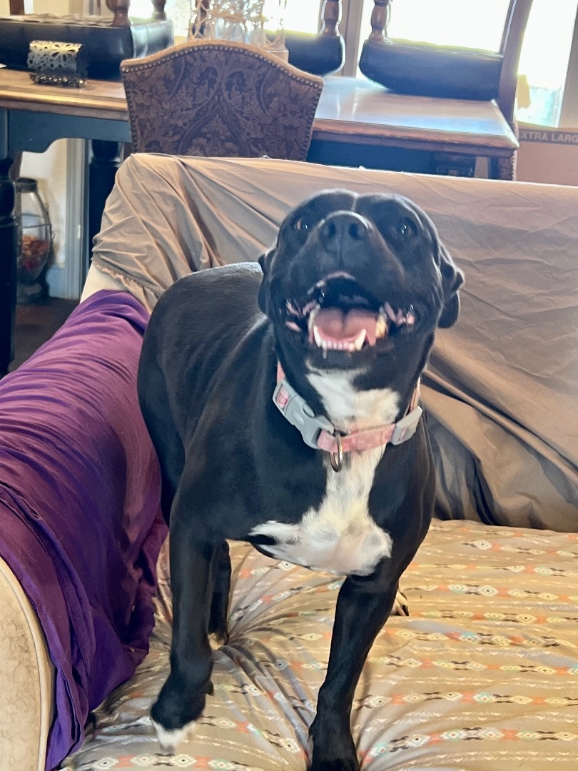 Enlarge Dolly, a Adoptable mixed breed in Snyder, TX image 5/6