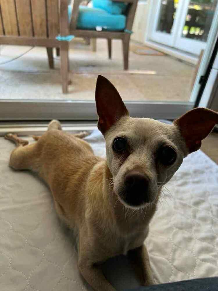 Olivia, Adoptable, Senior Female Chihuahua.