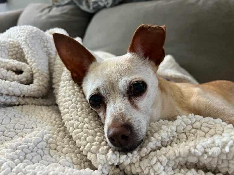 Enlarge Olivia, a Adoptable mixed breed in Claremont, CA image 2/5