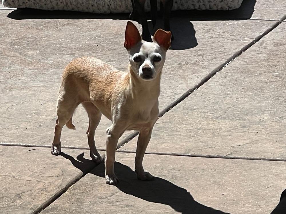 Enlarge Olivia, a Adoptable mixed breed in Claremont, CA image 3/5