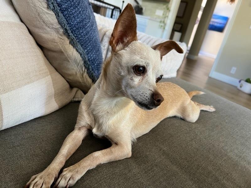 Enlarge Olivia, a Adoptable mixed breed in Claremont, CA image 4/5