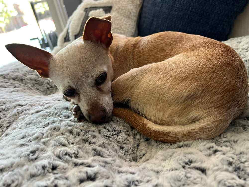 Enlarge Olivia, a Adoptable mixed breed in Claremont, CA image 5/5