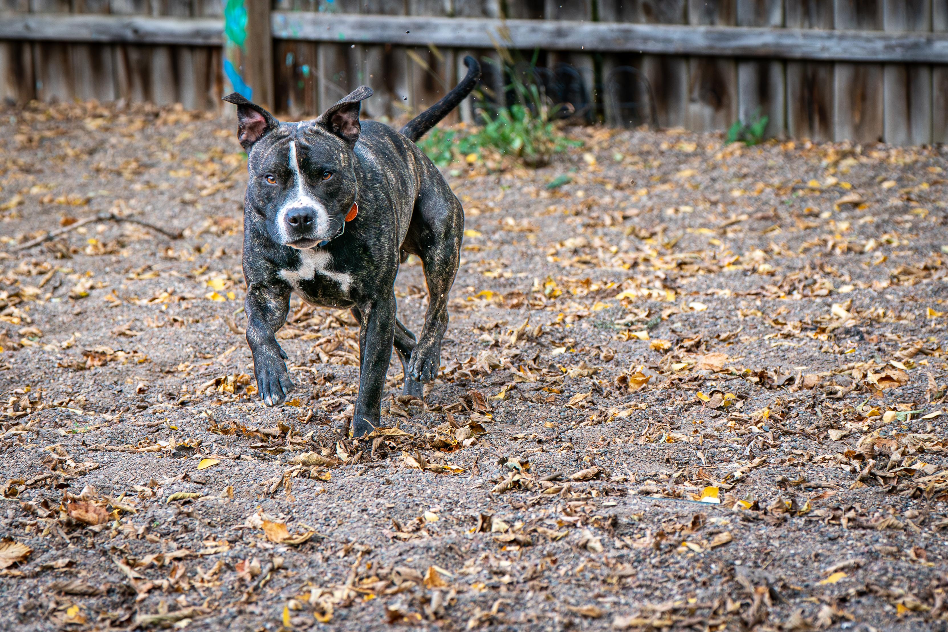 Enlarge Luke, a Adoptable mixed breed in Red Wing, MN image 6/6