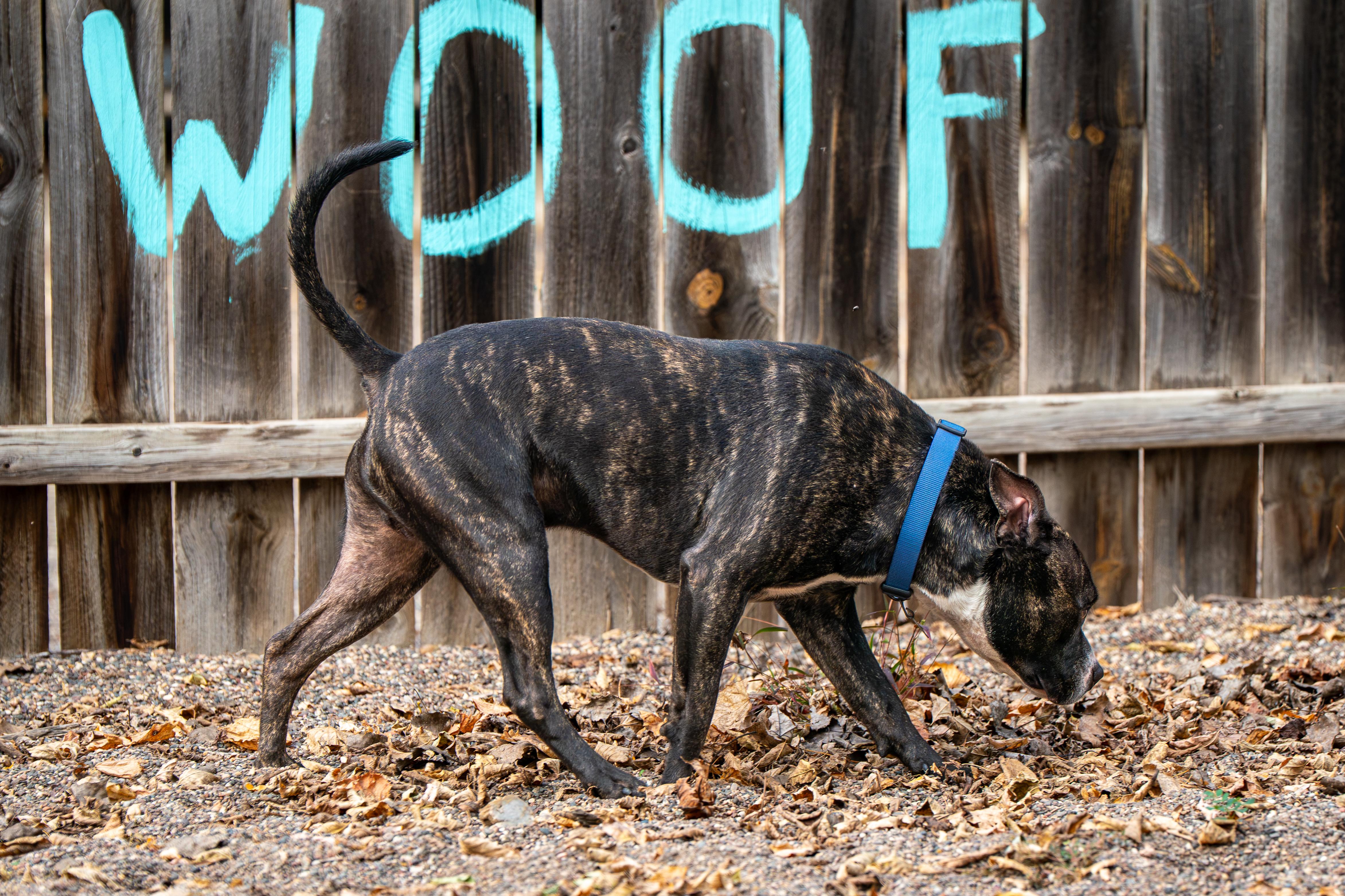 Enlarge Luke, a Adoptable mixed breed in Red Wing, MN image 2/6