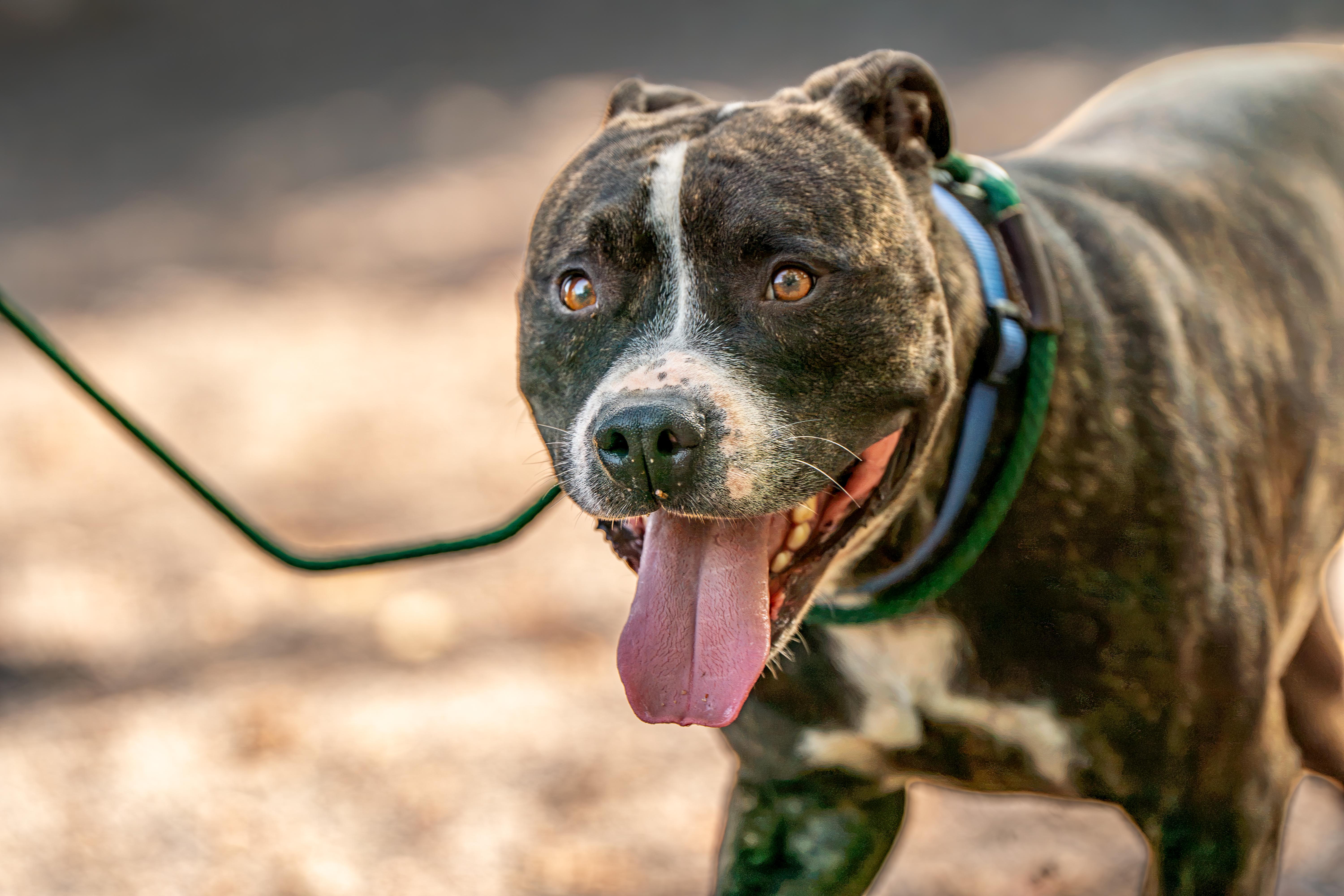 Luke, a Pit Bull Terrier