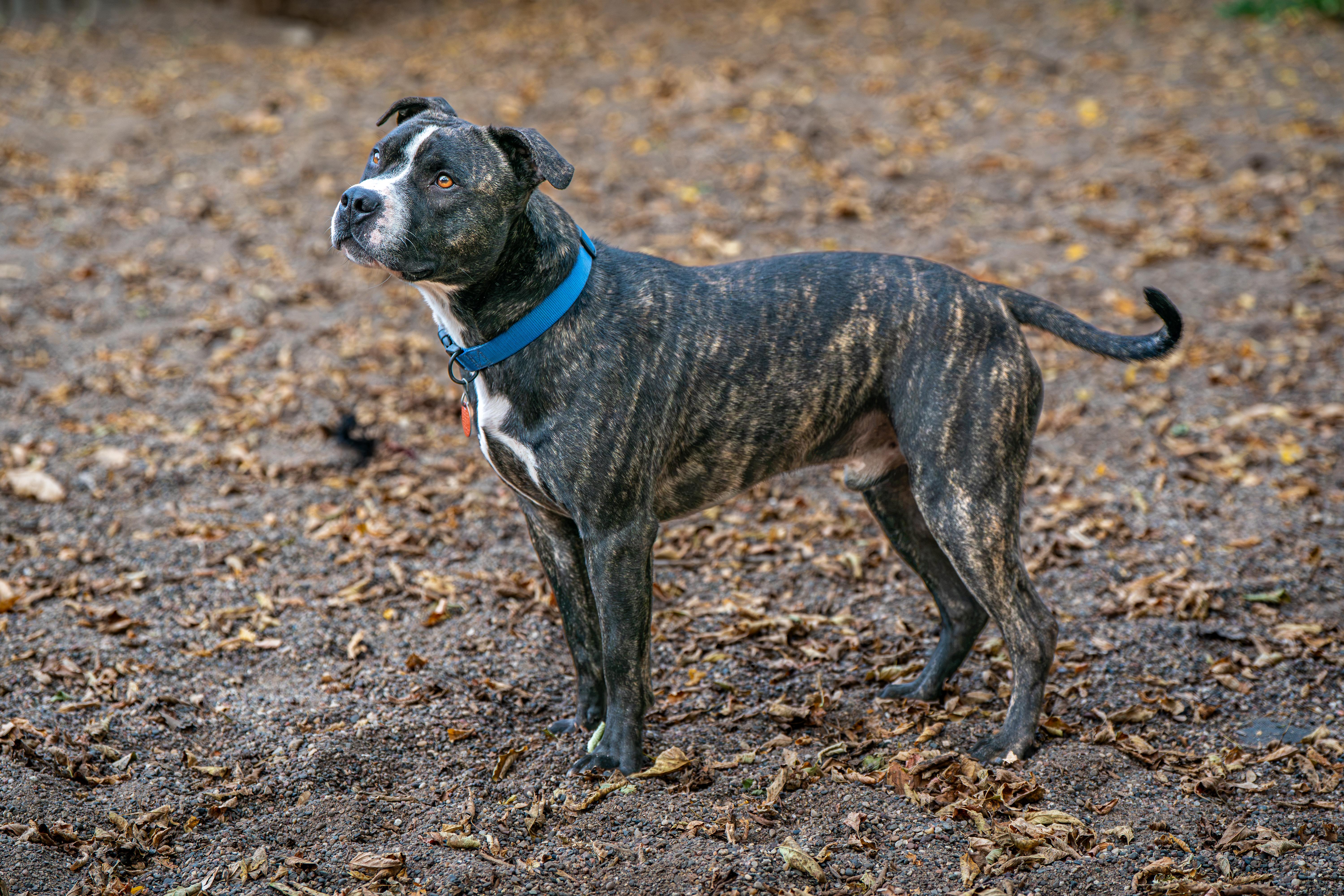 Enlarge Luke, a Adoptable mixed breed in Red Wing, MN image 3/6