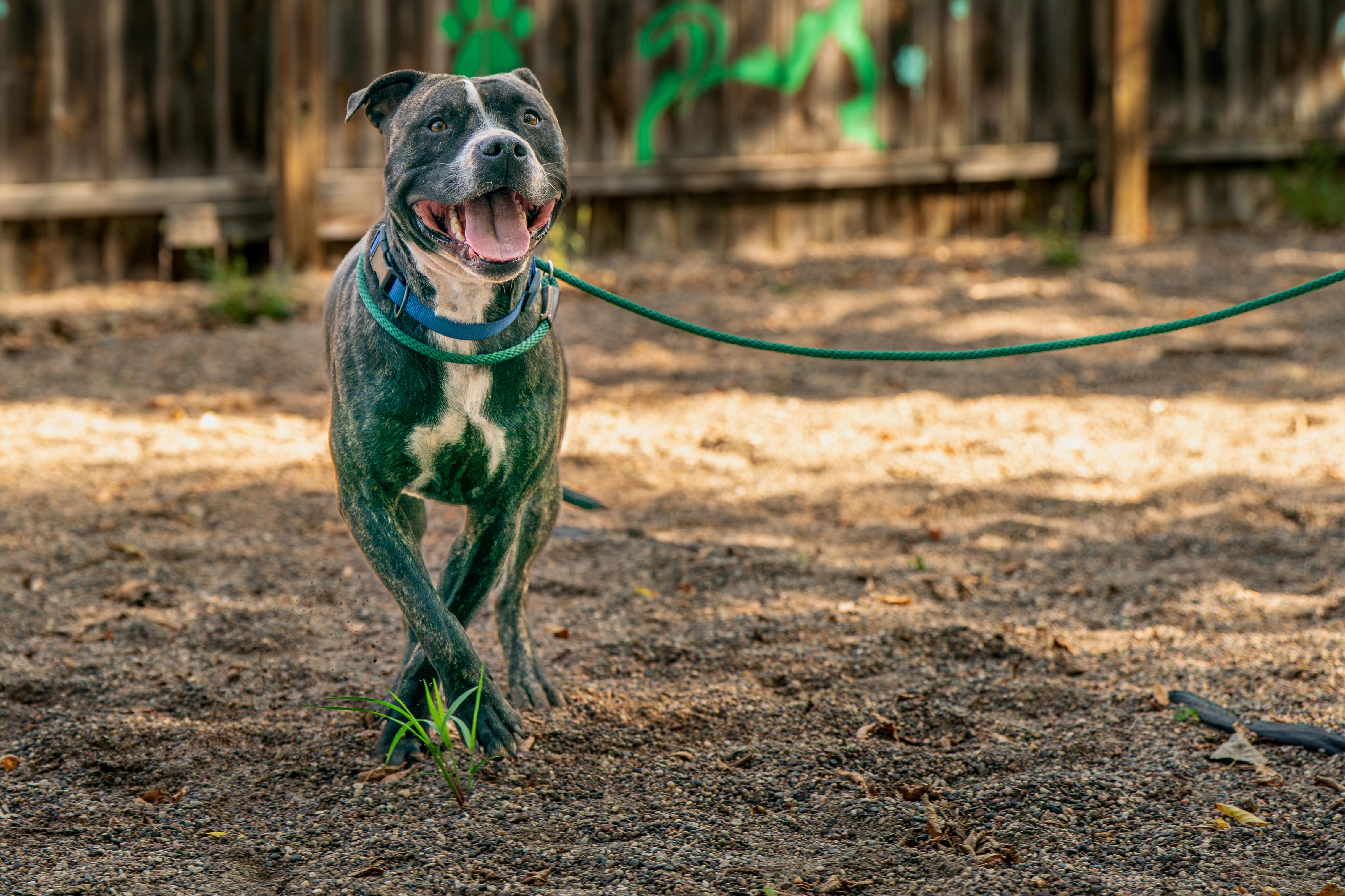 Enlarge Luke, a Adoptable mixed breed in Red Wing, MN image 3/3