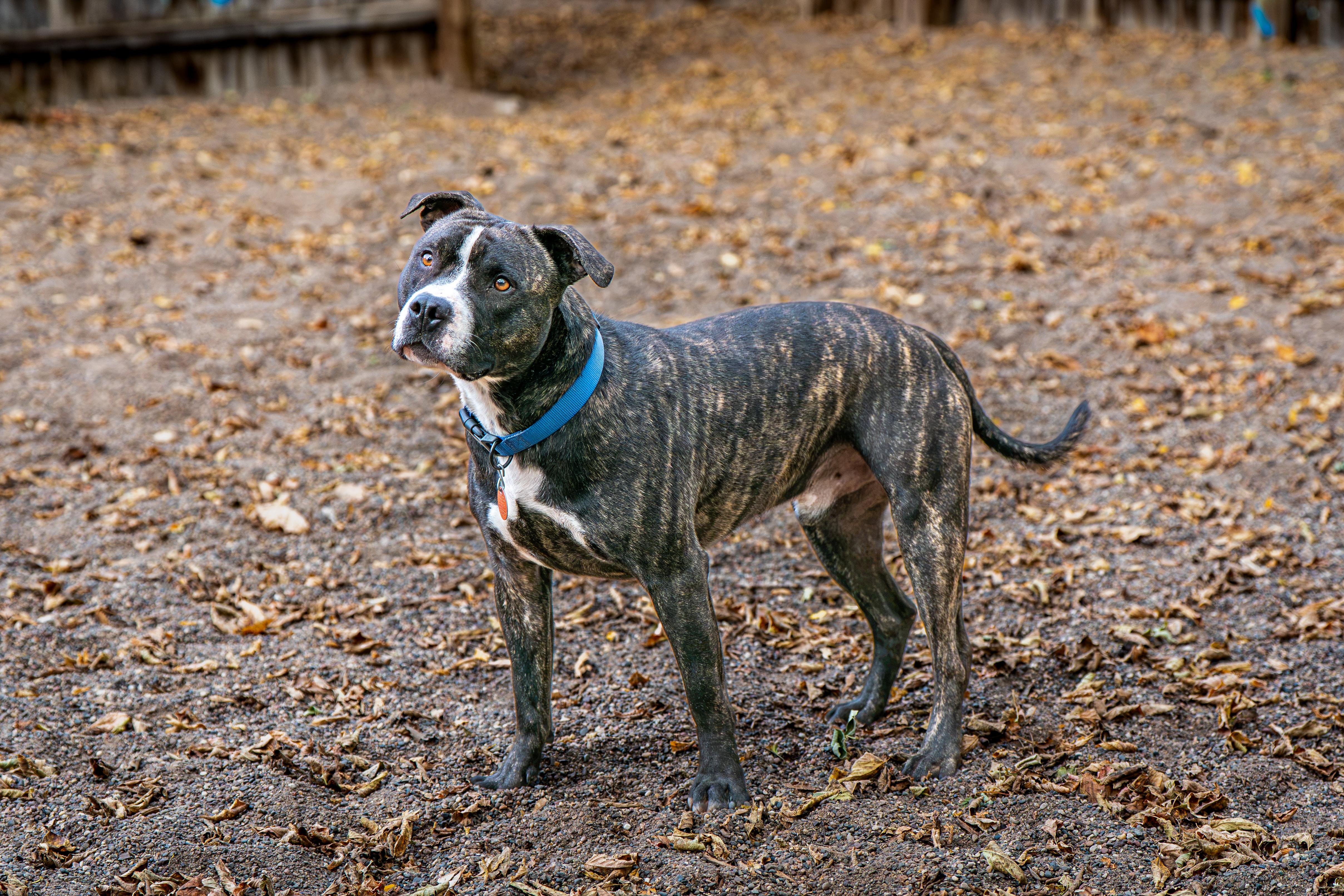 Enlarge Luke, a Adoptable mixed breed in Red Wing, MN image 5/6