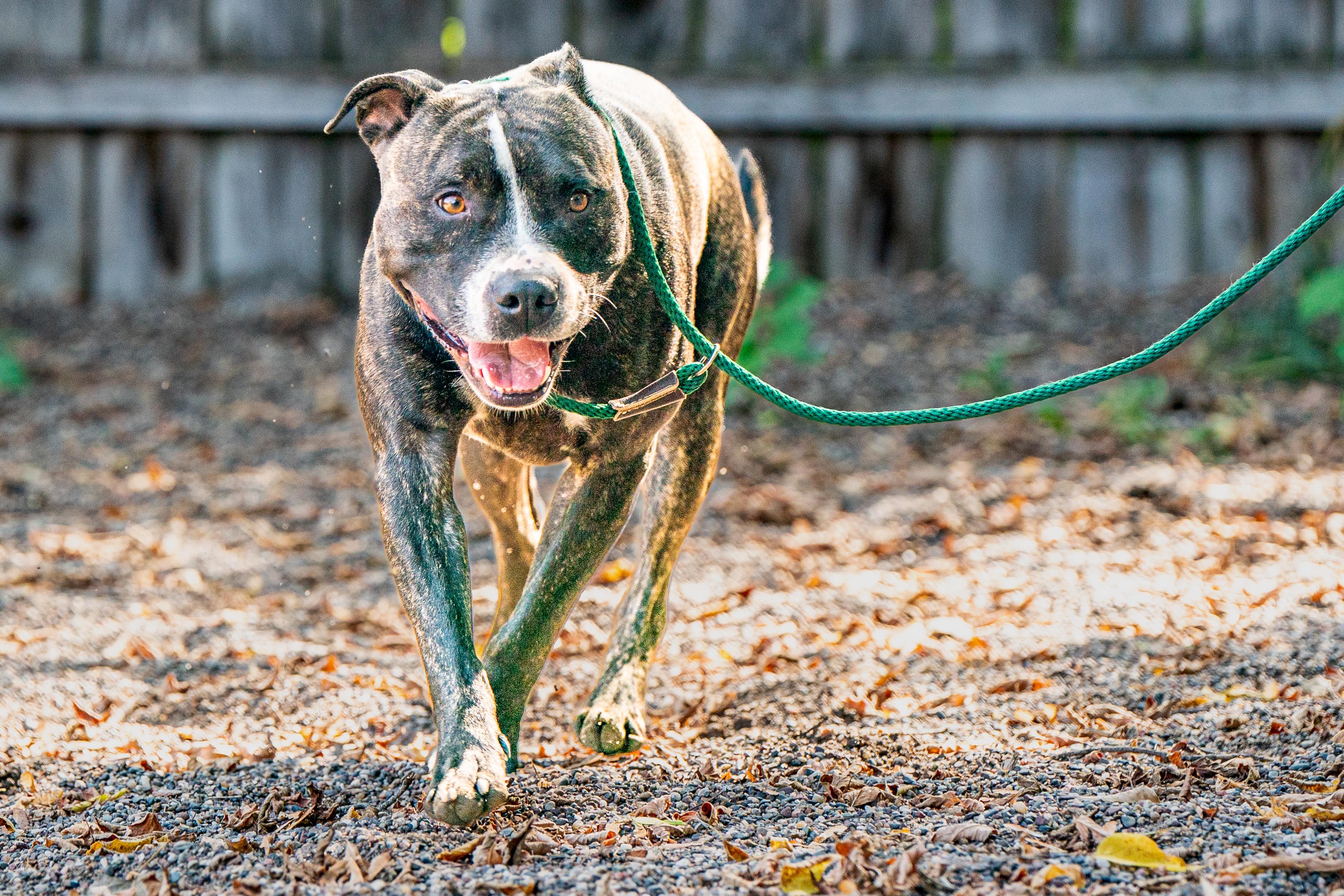 Enlarge Luke, a Adoptable mixed breed in Red Wing, MN image 2/3