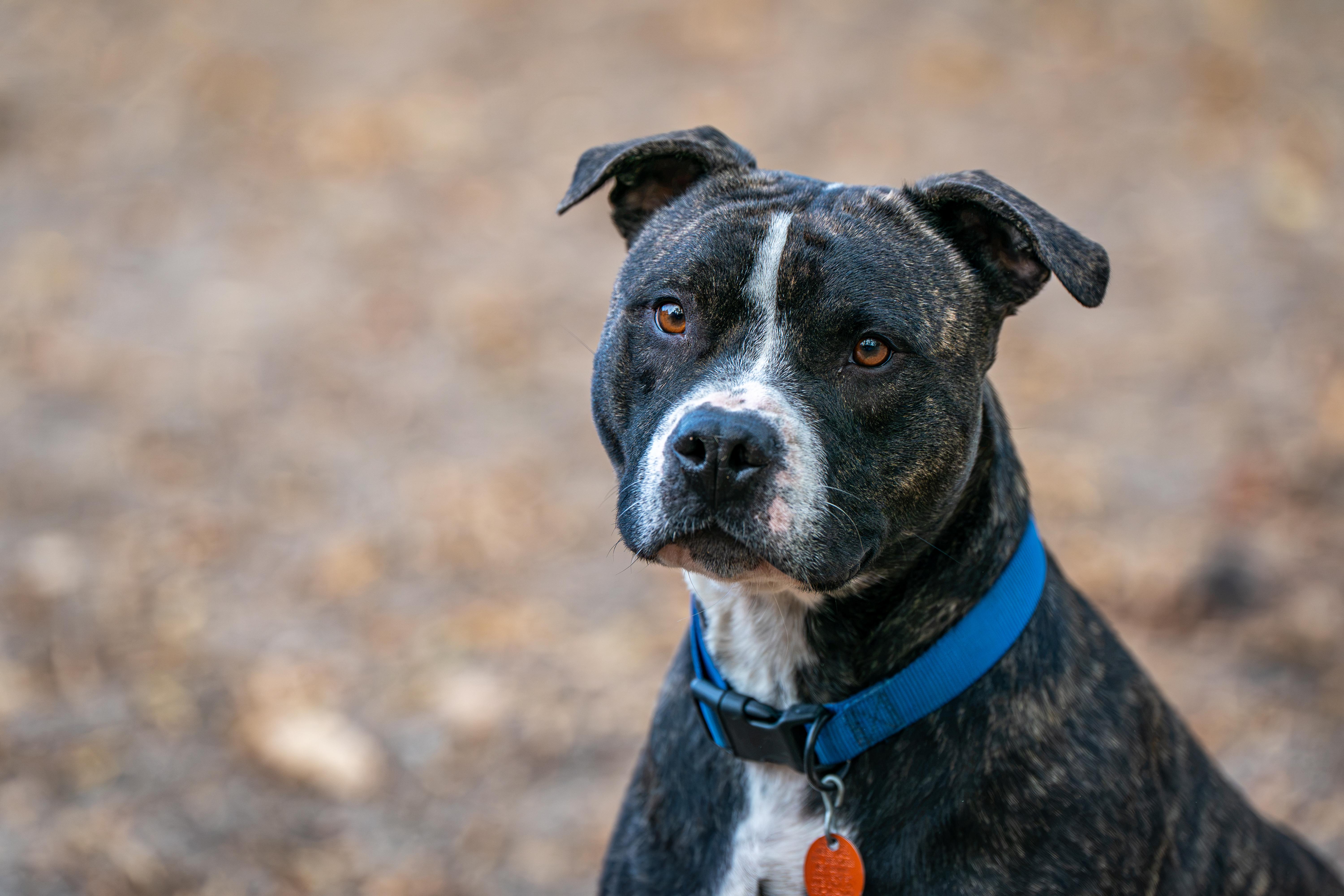 Enlarge Luke, a Adoptable mixed breed in Red Wing, MN image 4/6