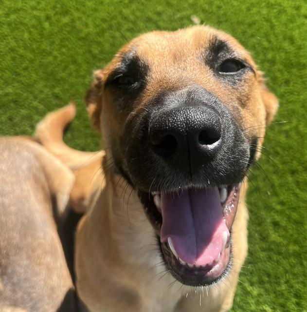 Enlarge LIESEL*, a Adoptable mixed breed in Tucson, AZ image 1/1