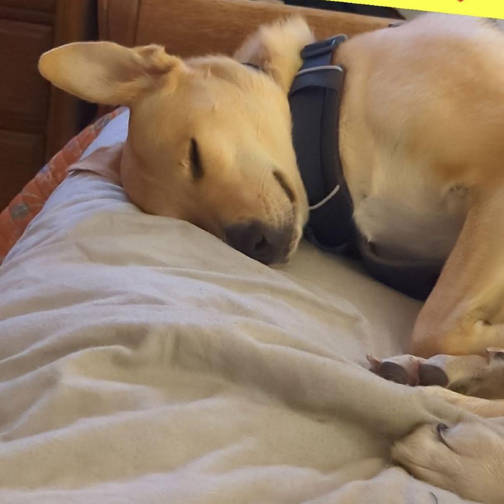 Peach D6462, a Adoptable mixed breed in Princeton, MN image 1/6