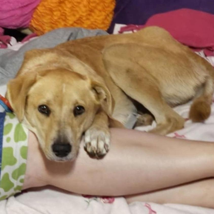 Peach D6462, a Adoptable mixed breed in Princeton, MN image 3/6