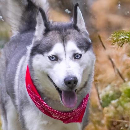 Enlarge Nova, a Adoptable mixed breed in Camano Island, WA image 1/2
