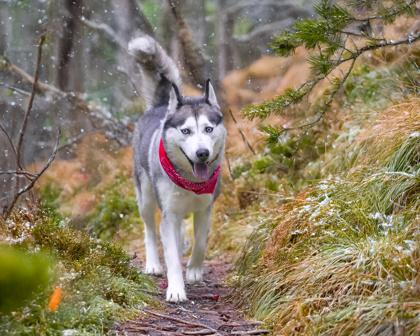Enlarge Nova, a Adoptable mixed breed in Camano Island, WA image 2/2