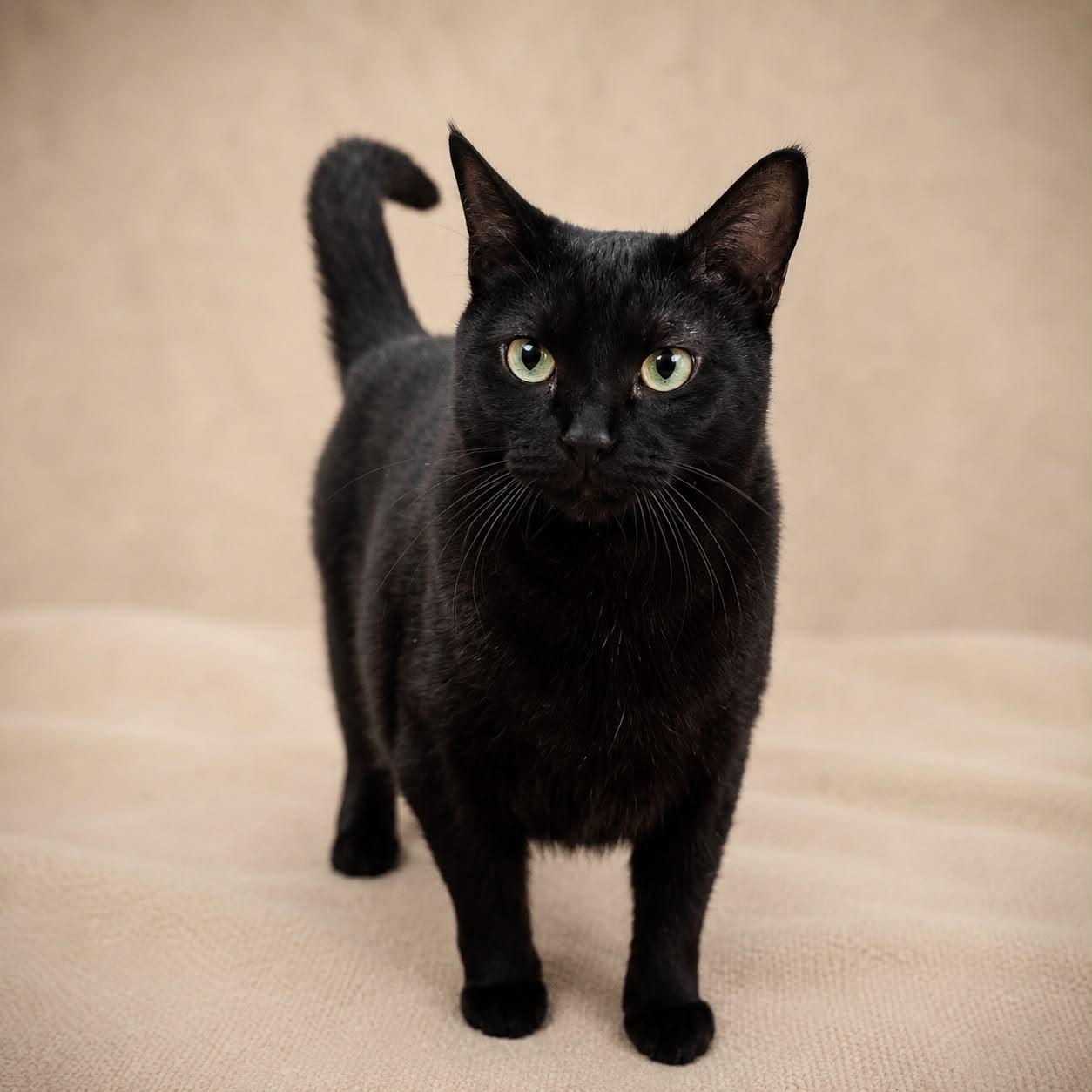 Tourmaline, Adoptable, Adult Female Domestic Short Hair.