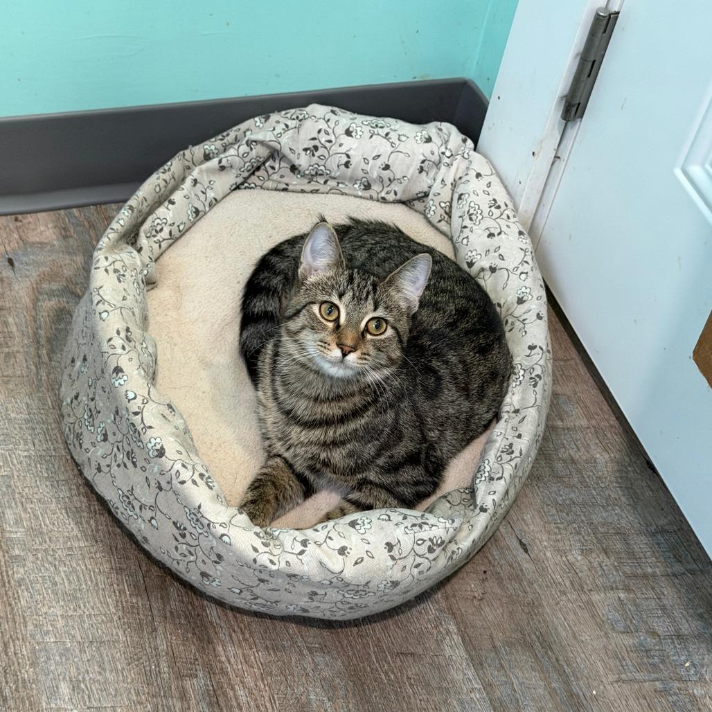 Chili, a Adoptable Domestic Short Hair in Marion, VA image 1/6