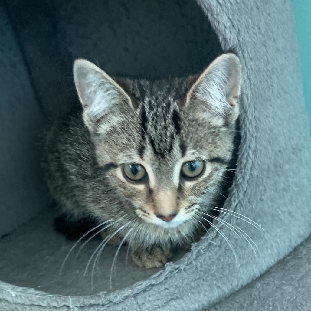 Chili, a Adoptable Domestic Short Hair in Marion, VA image 3/6