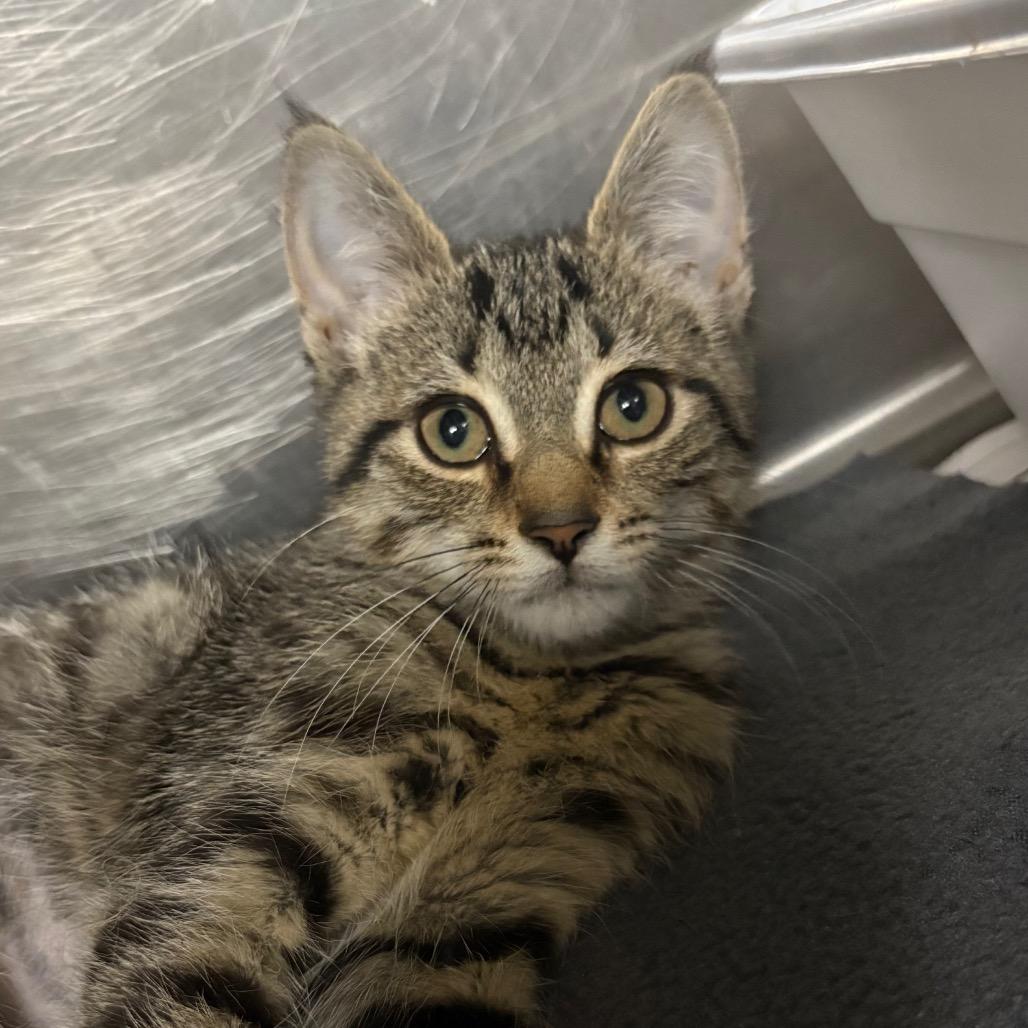 Chili, a Adoptable Domestic Short Hair in Marion, VA image 5/6