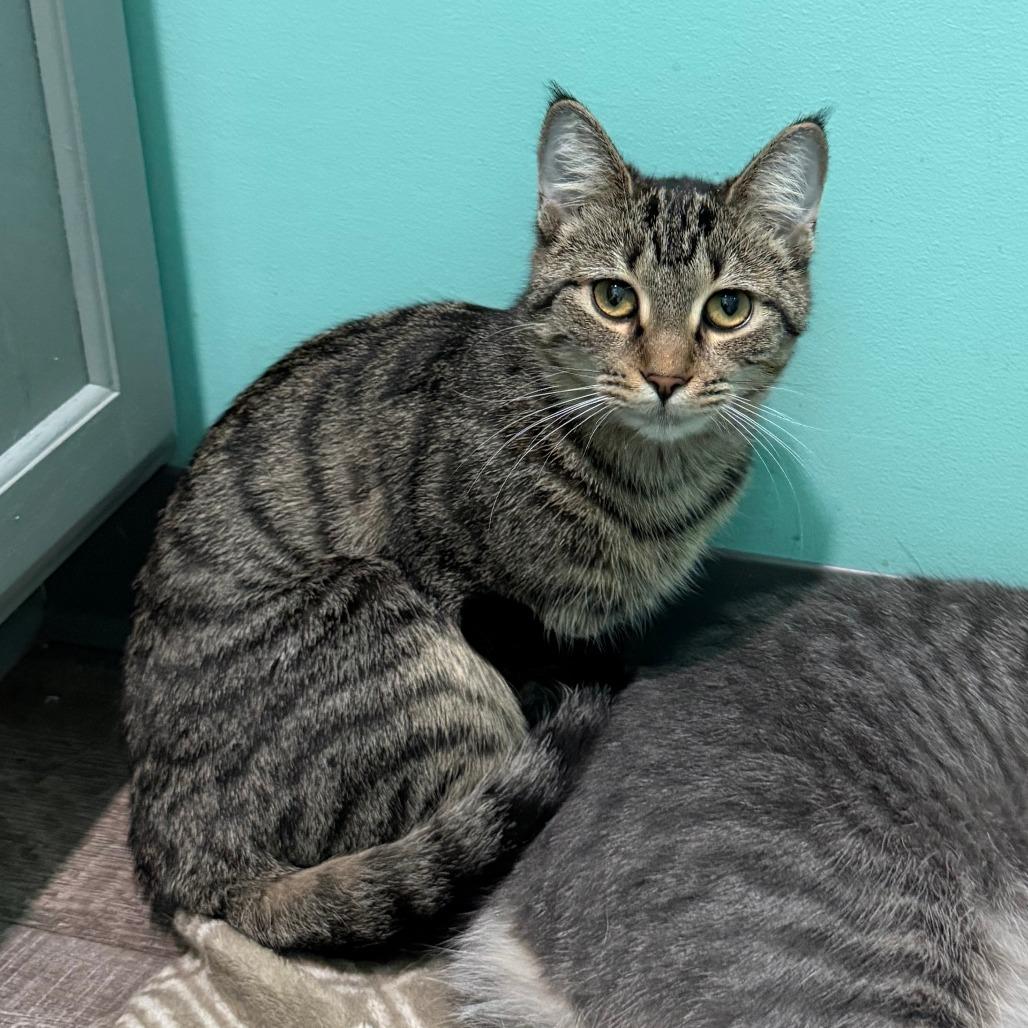 Chili, a Adoptable Domestic Short Hair in Marion, VA image 6/6