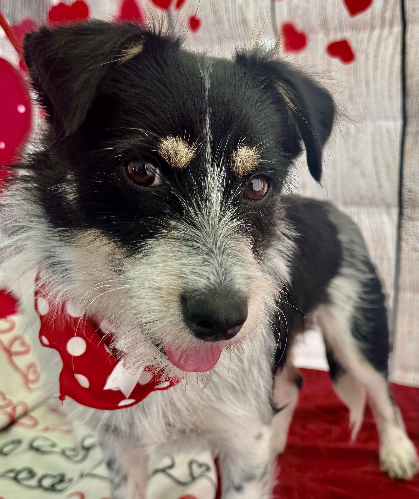 Jessie aka Libby, Adoptable, Adult Female Parson Russell Terrier & Parson Russell Terrier.