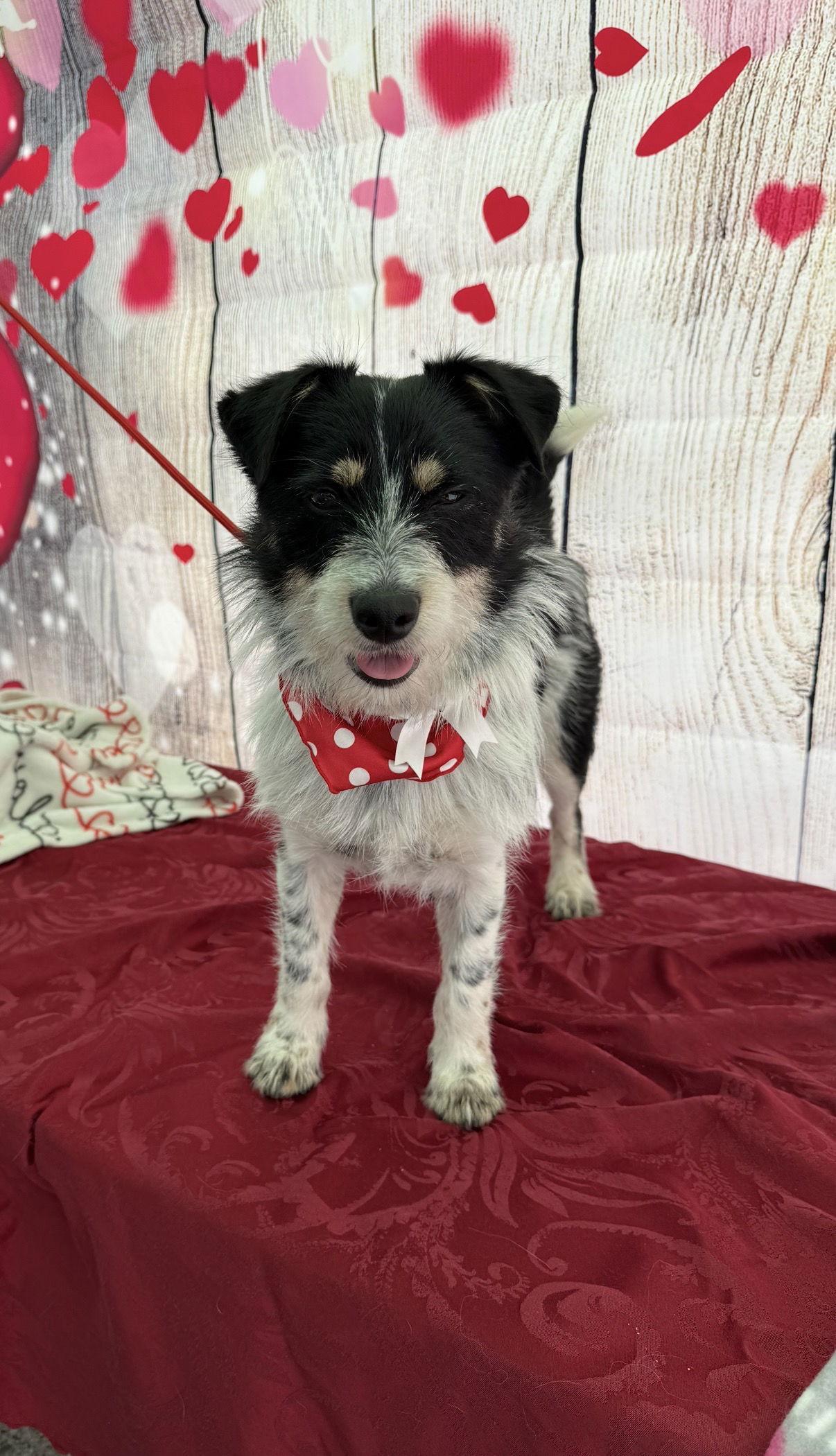 Jessie aka Libby, a Adoptable mixed breed in Capistrano Beach, CA image 3/3