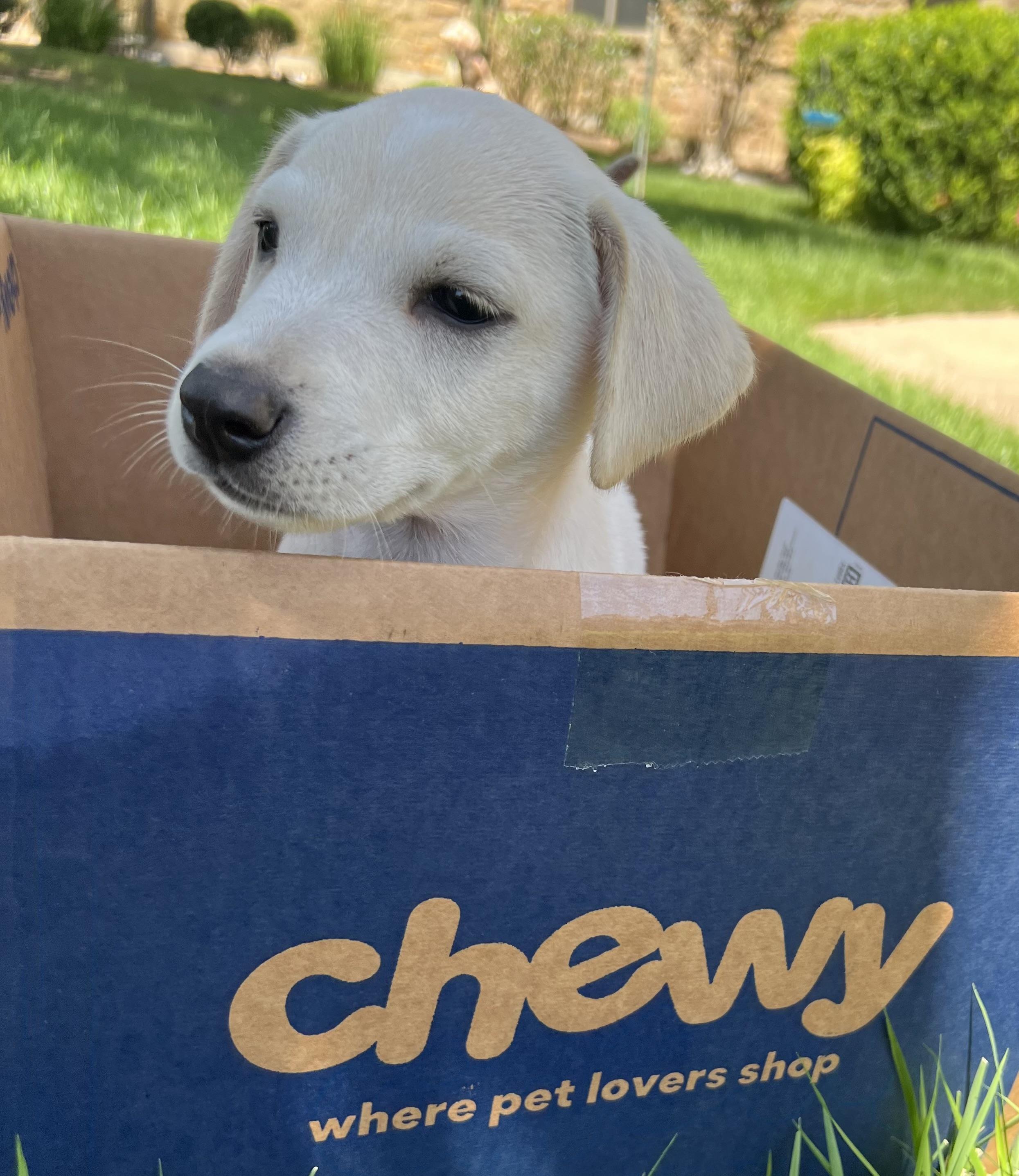 Puppy Pete, Adoptable, Puppy Male Labrador Retriever.